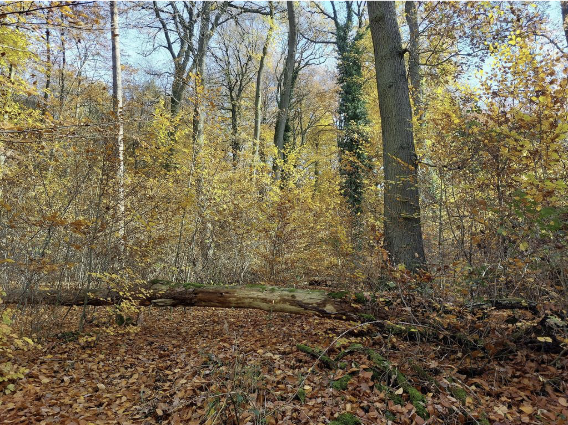 Der Mückenkopf im Simmerner Wald: als Trittstein ein wertvoller Rückzugsort für Pflanzen und Tiere